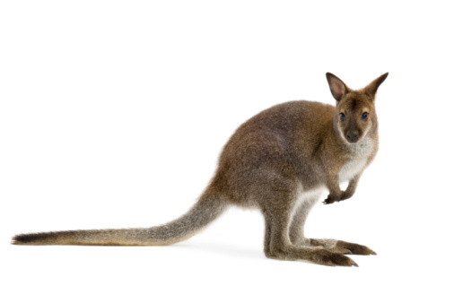 Young male Kangaroo standing on grass at the beach on a sunny day