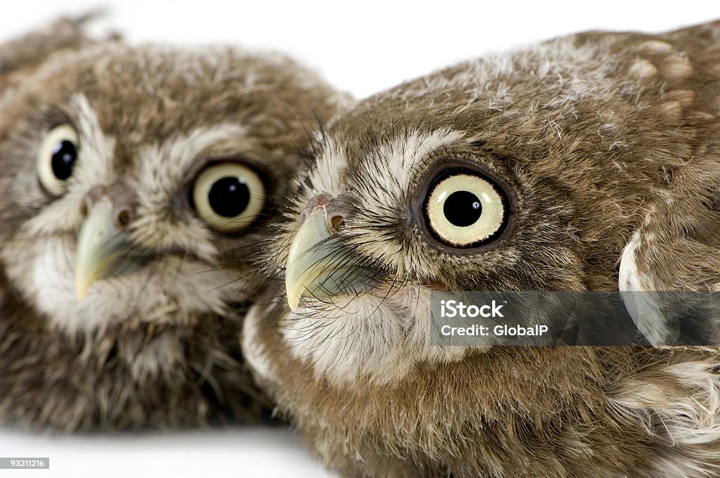 Молодые сова (4 недели - Стоковые фото Два животных роялти-фри