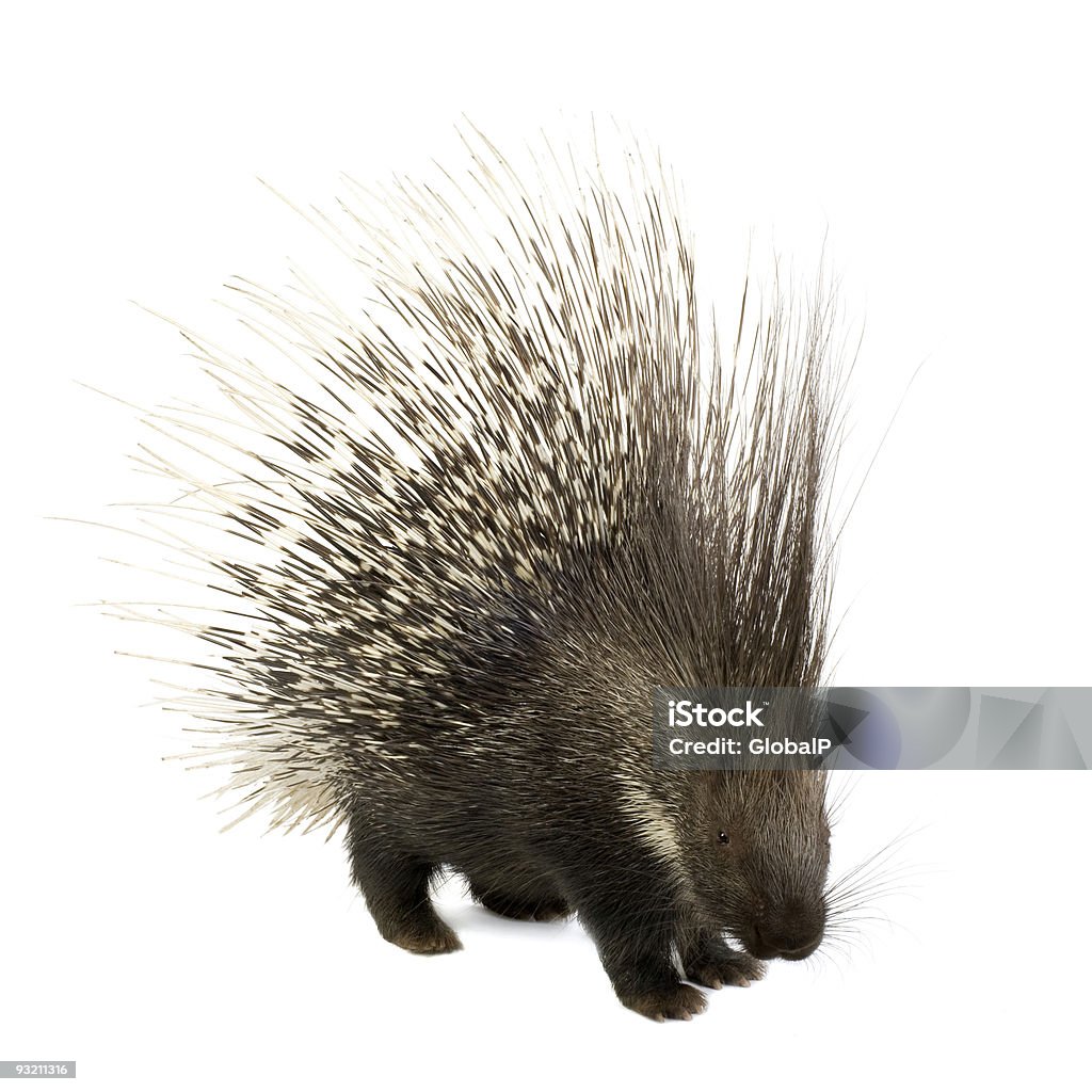 Porcupine at attention on a white background porcupine in front of a white background. Porcupine Stock Photo