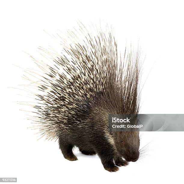 Porcupine At Attention On A White Background Stock Photo - Download Image Now - Porcupine, Cut Out, White Background