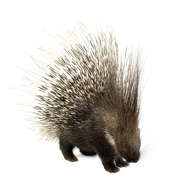 Photo of Porcupine at attention on a white background