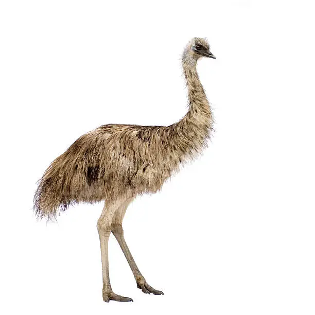 Photo of Emu bird against white background