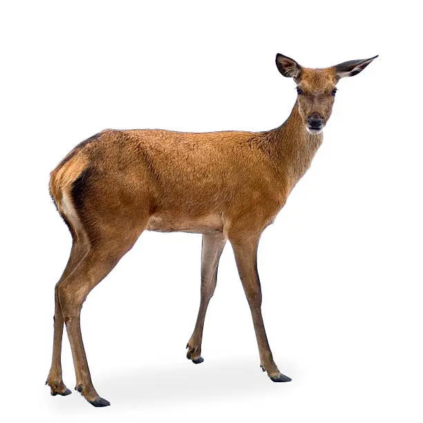 Deer in front of a white background.