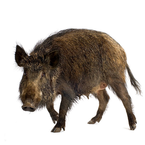Wild boar  boar stock pictures, royalty-free photos & images