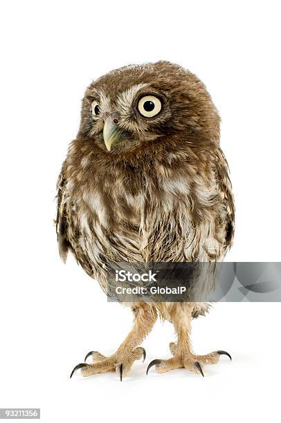 Young Owl Stock Photo - Download Image Now - Animal, Animal Eye, Animal Wing