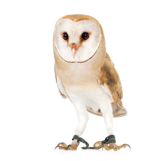 istock Brown and white common barn owl around 4 months old 93211422
