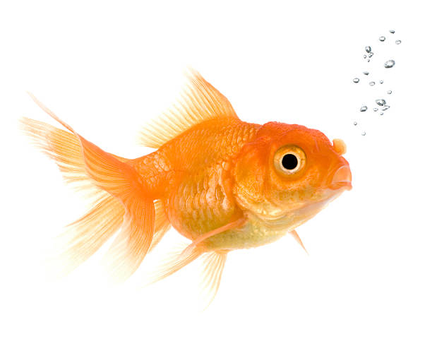 Goldfish  goldfish stock pictures, royalty-free photos & images