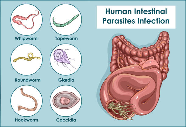 Vector Illustration of a Human Intestinal Parasites vector art illustration