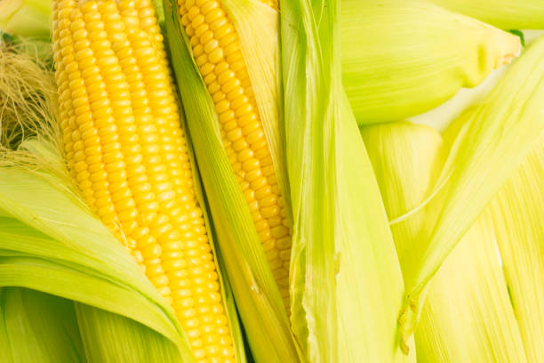 istock Corn on green cob background. Fresh corn from the harvest. 932116752