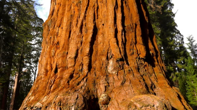 Sequoia giant tree