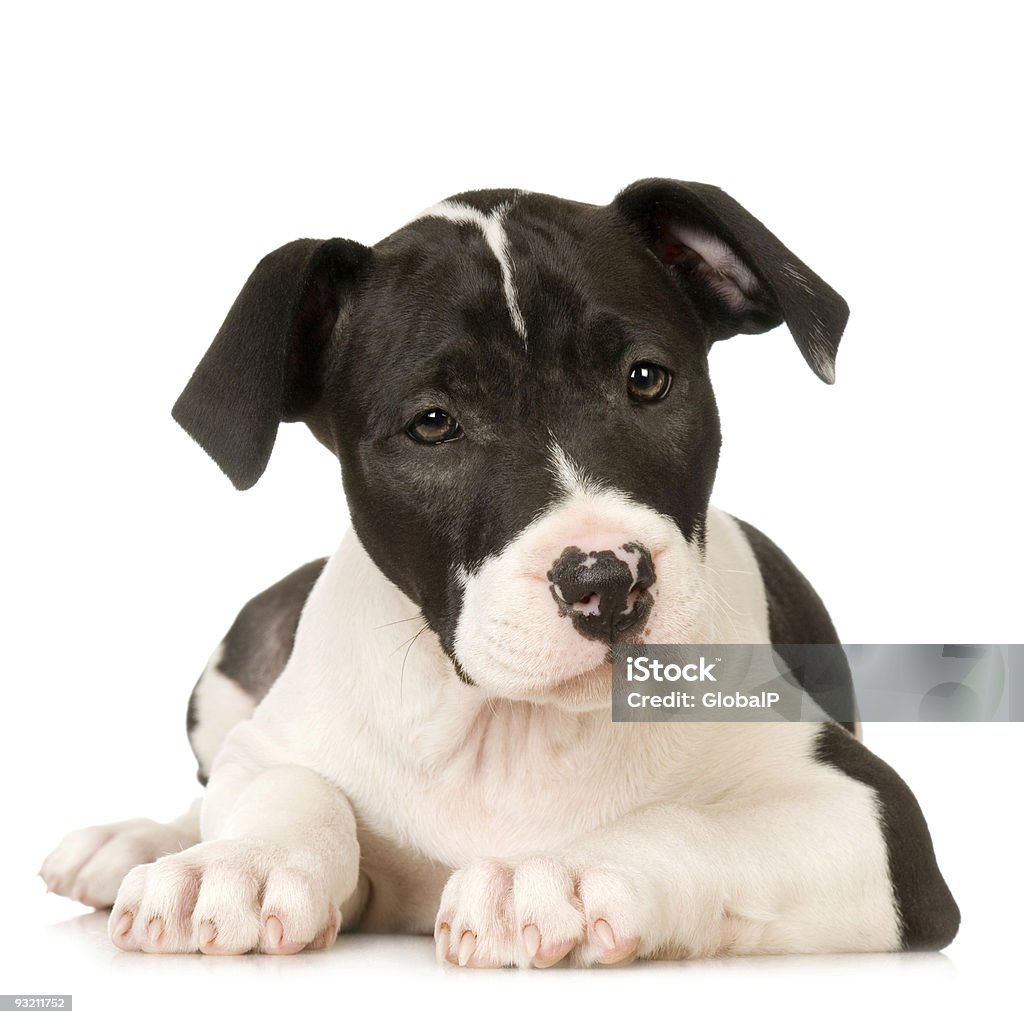 American Staffordshire terrier  American Staffordshire Terrier Stock Photo