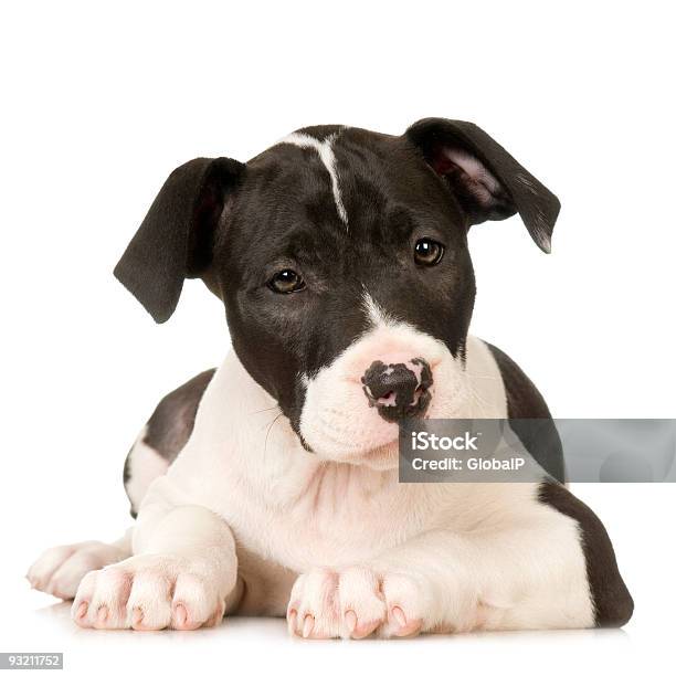 American Staffordshire Terrier Stock Photo - Download Image Now - American Staffordshire Terrier, White Background, Alertness