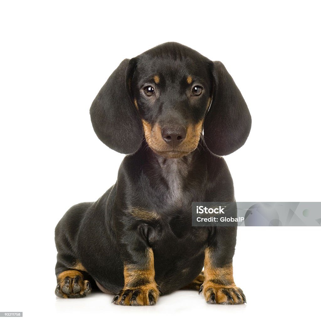 Dachshund - Royalty-free Amizade Foto de stock