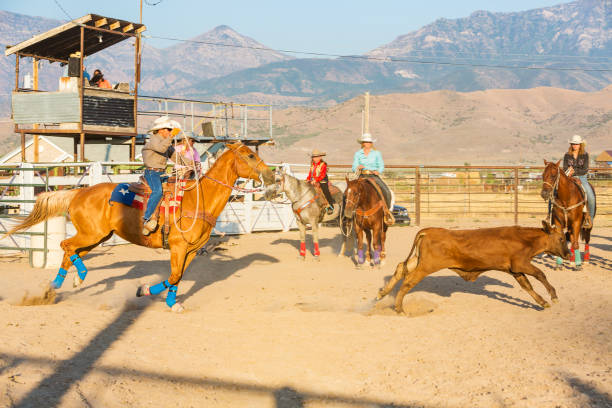 istock Cowboy Competes at Steer Roping at a Sunset Dusty Rodeo 932117616