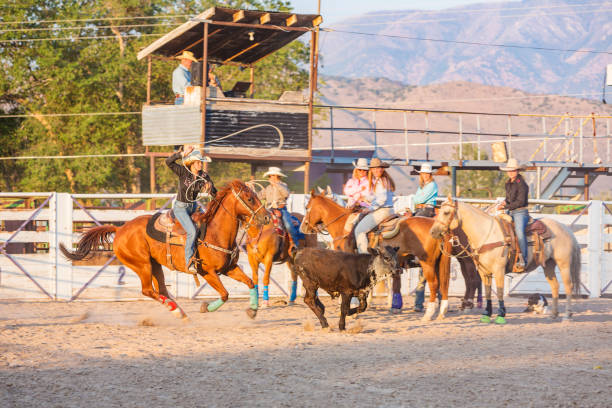 istock Cowgirls Compete at Steer Roping at a Sunset Dusty Rodeo 932117656