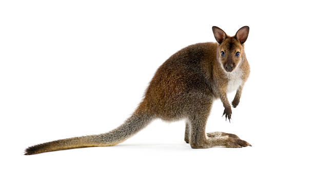 Brown wallaby looking at camera and isolated in white Wallaby in front of a white background. animal leg stock pictures, royalty-free photos & images