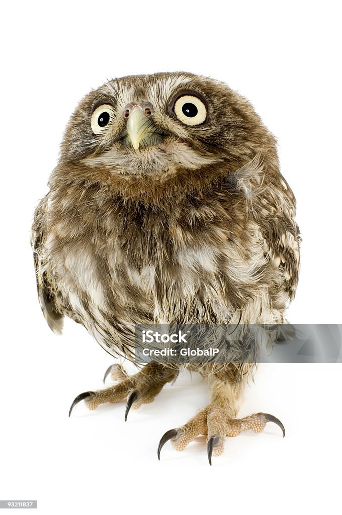 young búho (4 semanas - Foto de stock de Polluelo del búho libre de derechos