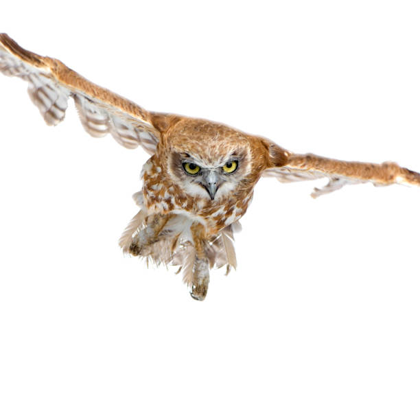 istock New Zealand owl (3 years) 93211848