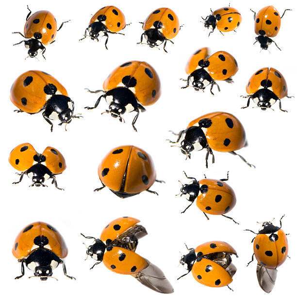 istock collection of 7 spot ladybird in different positions 93211856