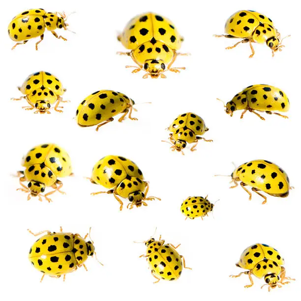 Photo of collection of 22 spot ladybird in different positions
