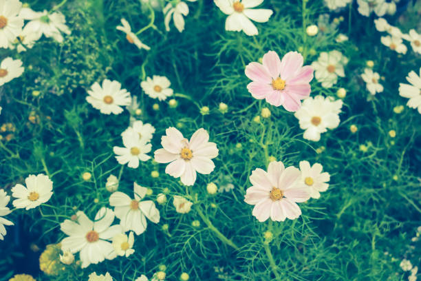 istock White and violet tiny flowers in the garden. 932118858