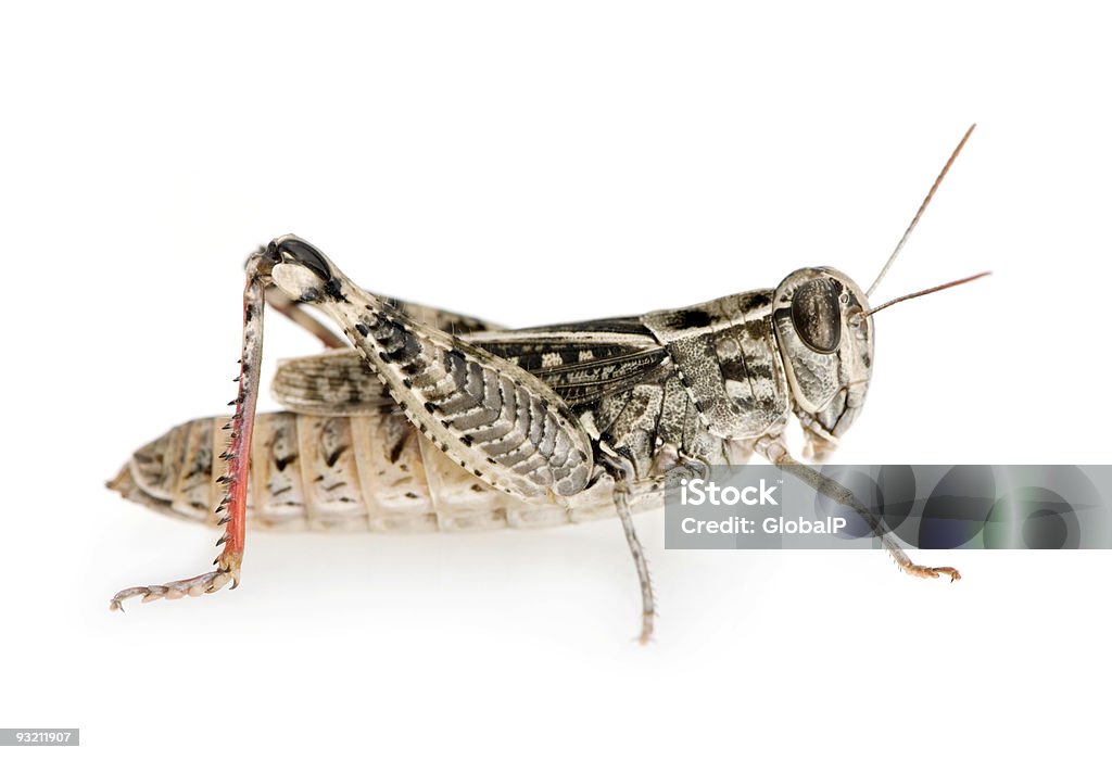 Grasshopper de patas vermelhas - Foto de stock de Animal royalty-free