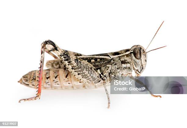 Foto de Grasshopper De Patas Vermelhas e mais fotos de stock de Animal - Animal, Antena - Parte do corpo animal, Artrópode