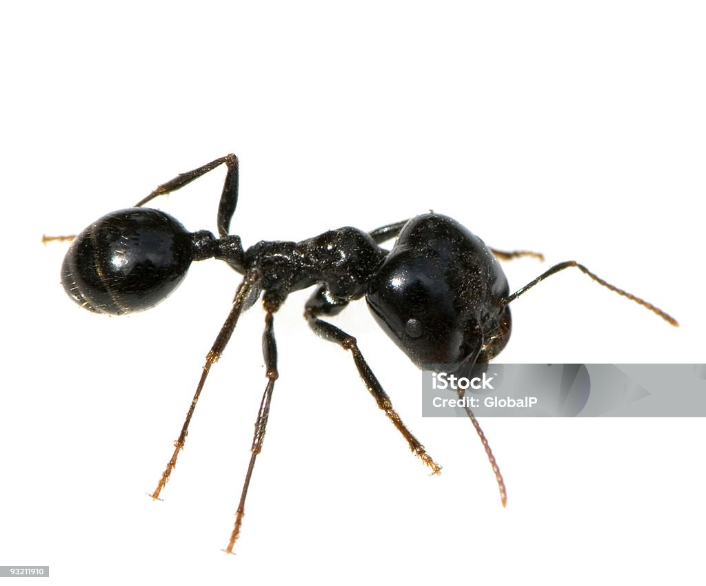 ant  Animal Stock Photo