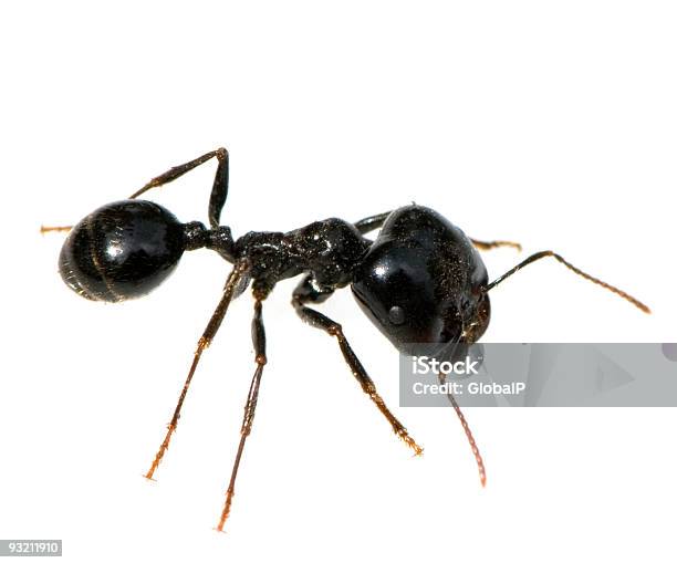 Ant Stock Photo - Download Image Now - Animal, Animal Antenna, Animal Head