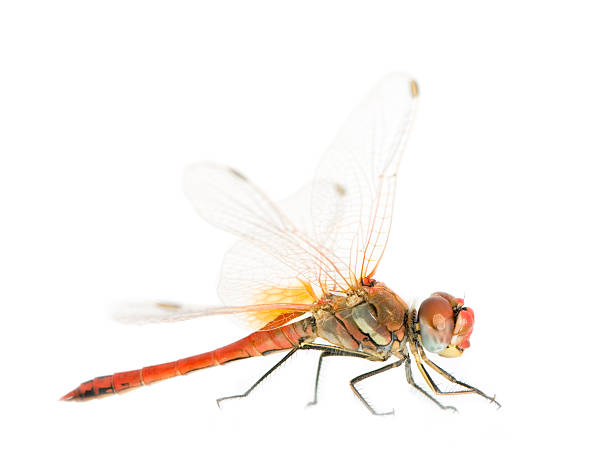 istock Drangonfly - Sympetrum fonscolombei 93211918