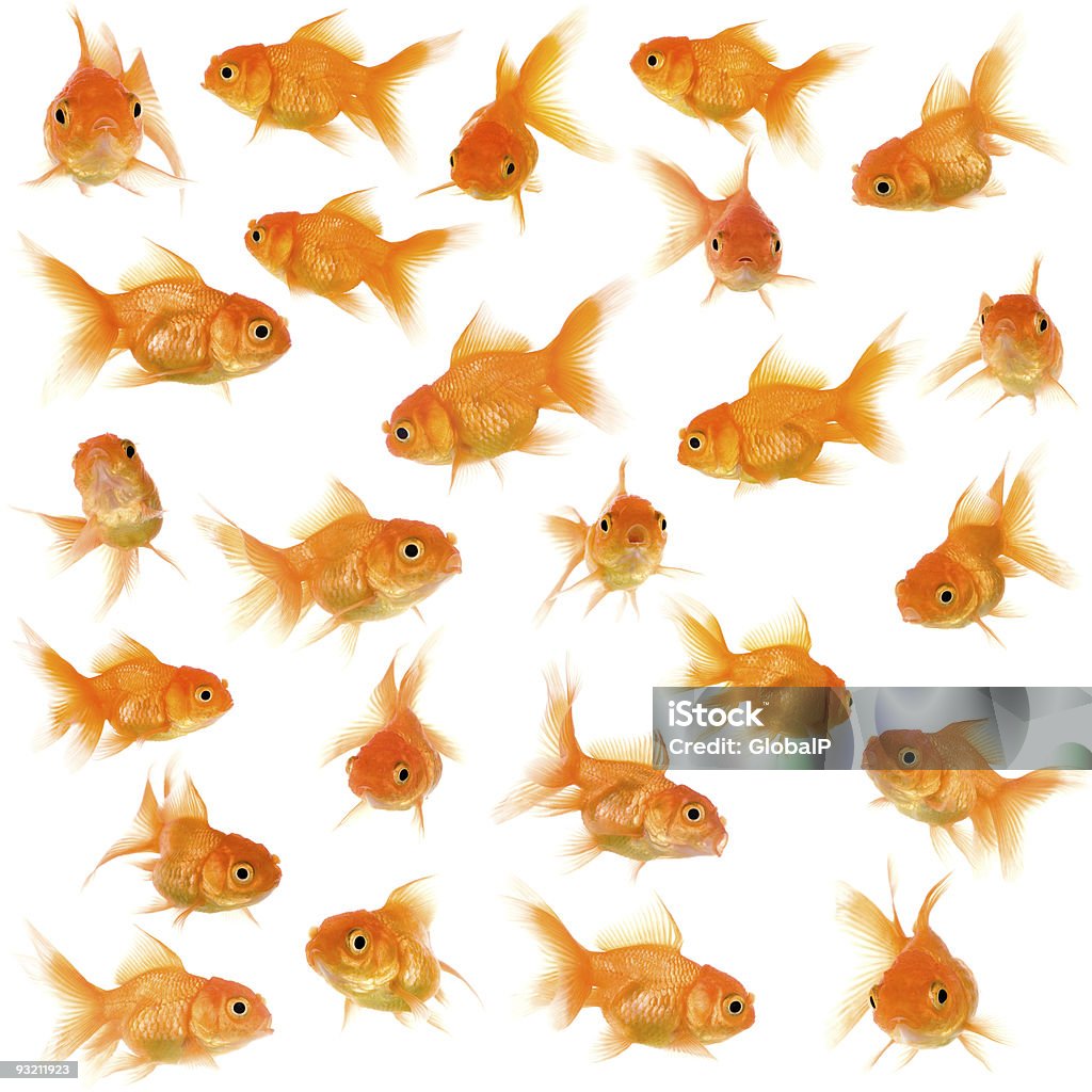 Seamless pattern of goldfish in different angles Goldfish in front of a white background. Goldfish Stock Photo