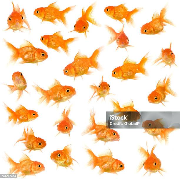 Seamless Pattern Of Goldfish In Different Angles Stock Photo - Download Image Now - Goldfish, Variation, White Background