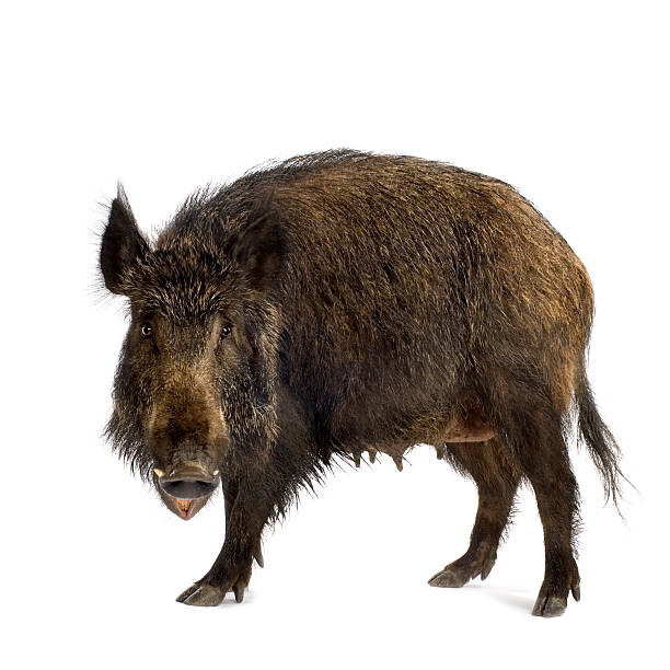 หมูป่า - boar meat ภาพสต็อก ภาพถ่ายและรูปภาพปลอดค่าลิขสิทธิ์