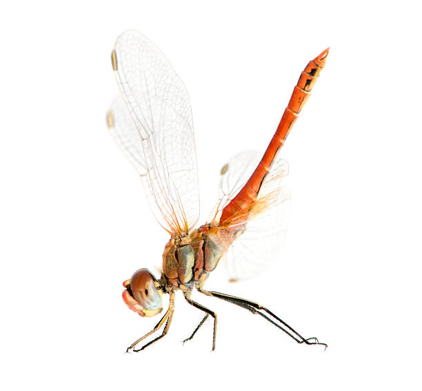 istock Drangonfly - Sympetrum fonscolombei 93211989