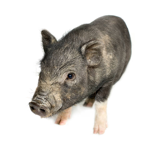 istock cross-bread vietnamese potbellied pig with wild boar 93212009