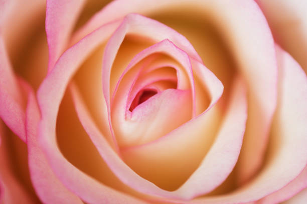 Rose - Flower, Flower, Plant, Single Flower, Single Rose