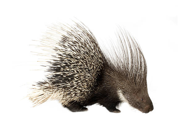 istock porcupine 93212041