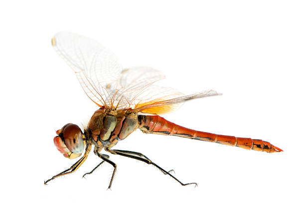 istock Drangonfly - Sympetrum fonscolombei 93212047