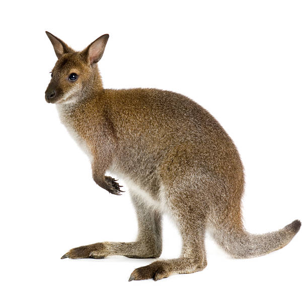 istock Picture of a small wallaby standing upright 93212048