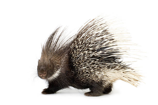 Porcupine Stock Photo - Download Image Now - Porcupine, White Background,  Cut Out - iStock