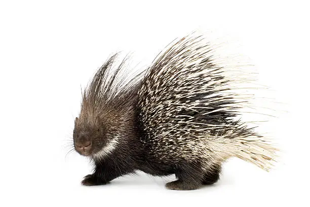 Photo of porcupine