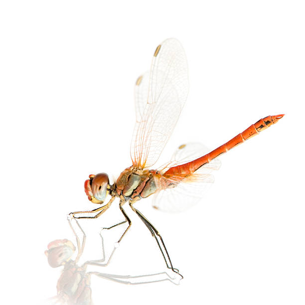 istock Drangonfly - Sympetrum fonscolombei 93212060