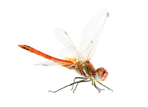 istock Drangonfly - Sympetrum fonscolombei 93212061