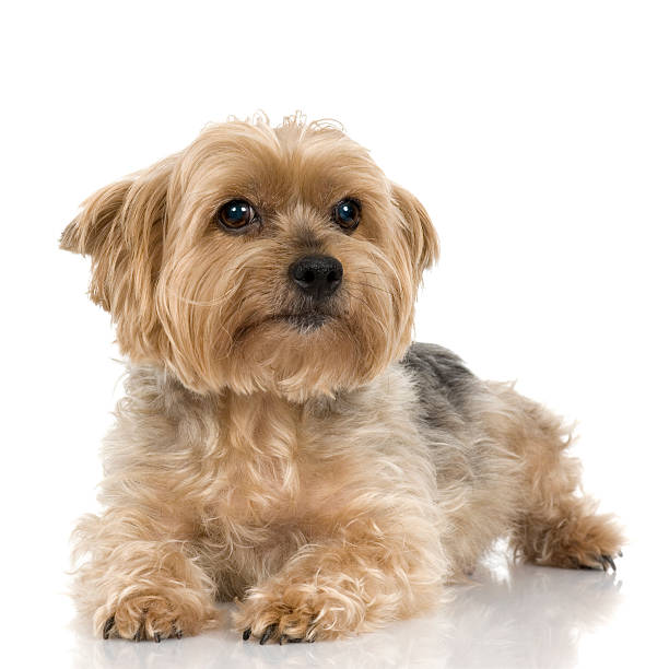 istock Yorkshire terrier puppy on white background 93212093