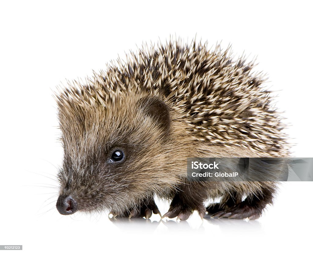 hedgehog (1 mounths)  Hedgehog Stock Photo
