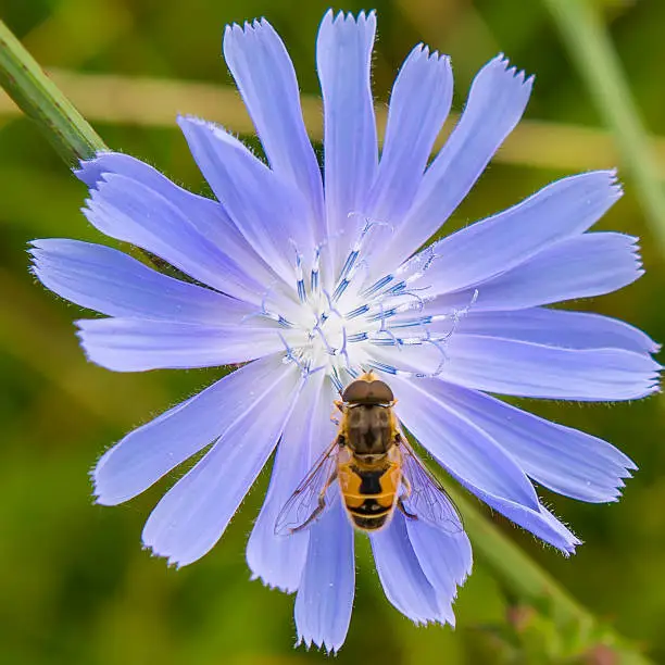 bee-jerk sits on a blue flower. Summer season.