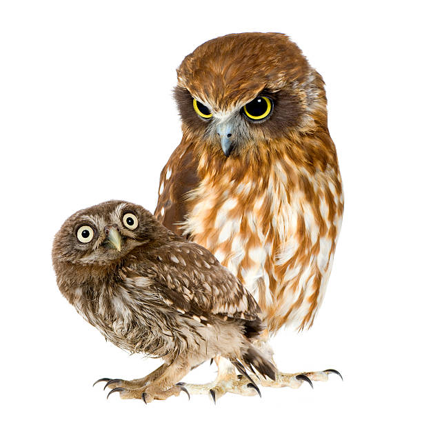 istock female owl and a owlet 93212177