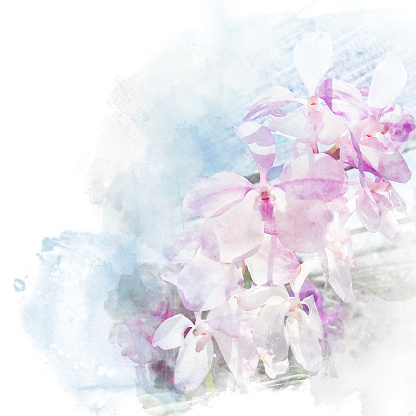 Illustration of beautiful blossom dendrobium orchid. Artistic floral abstract background. Watercolor painting (retouch).