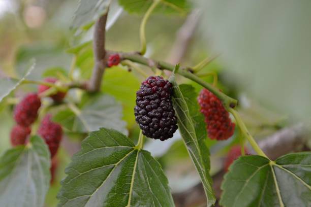 istock Fresh black/ red ripe mulberry berries on tree 932121832