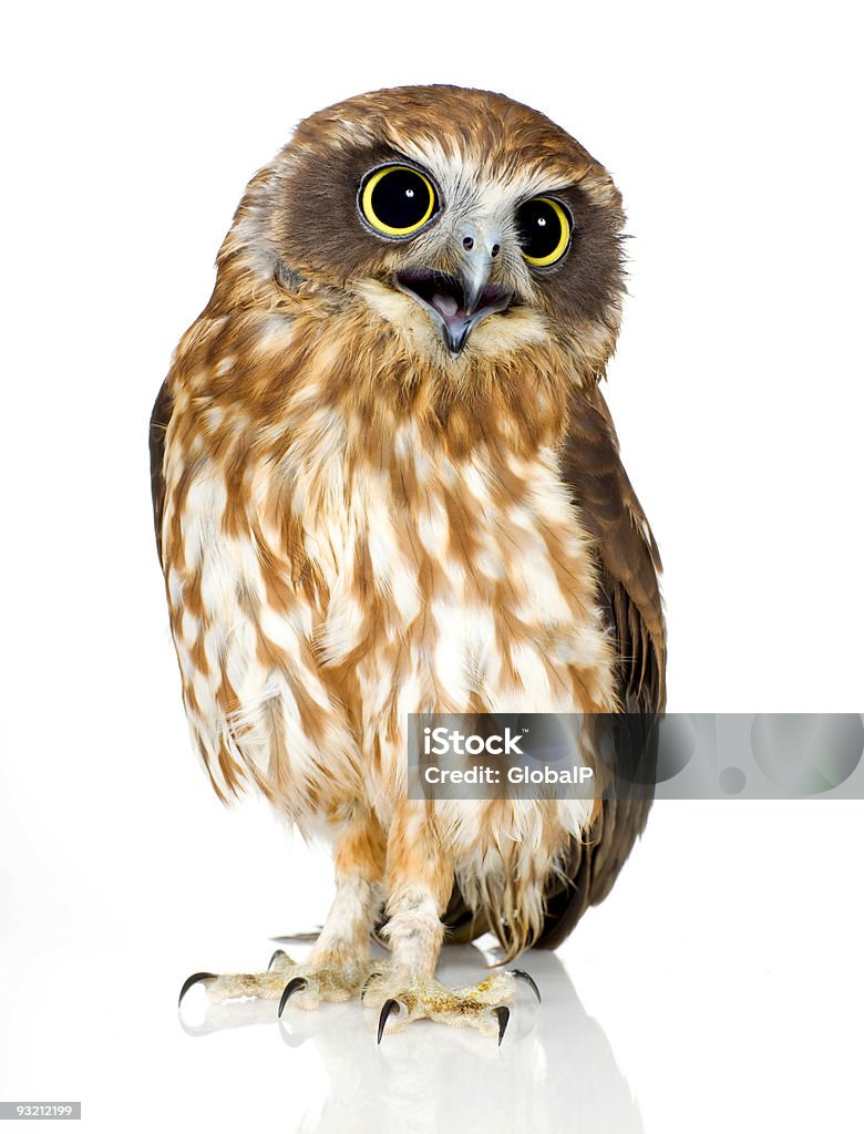 Nowa Zelandia owl - Zbiór zdjęć royalty-free (Sowa)